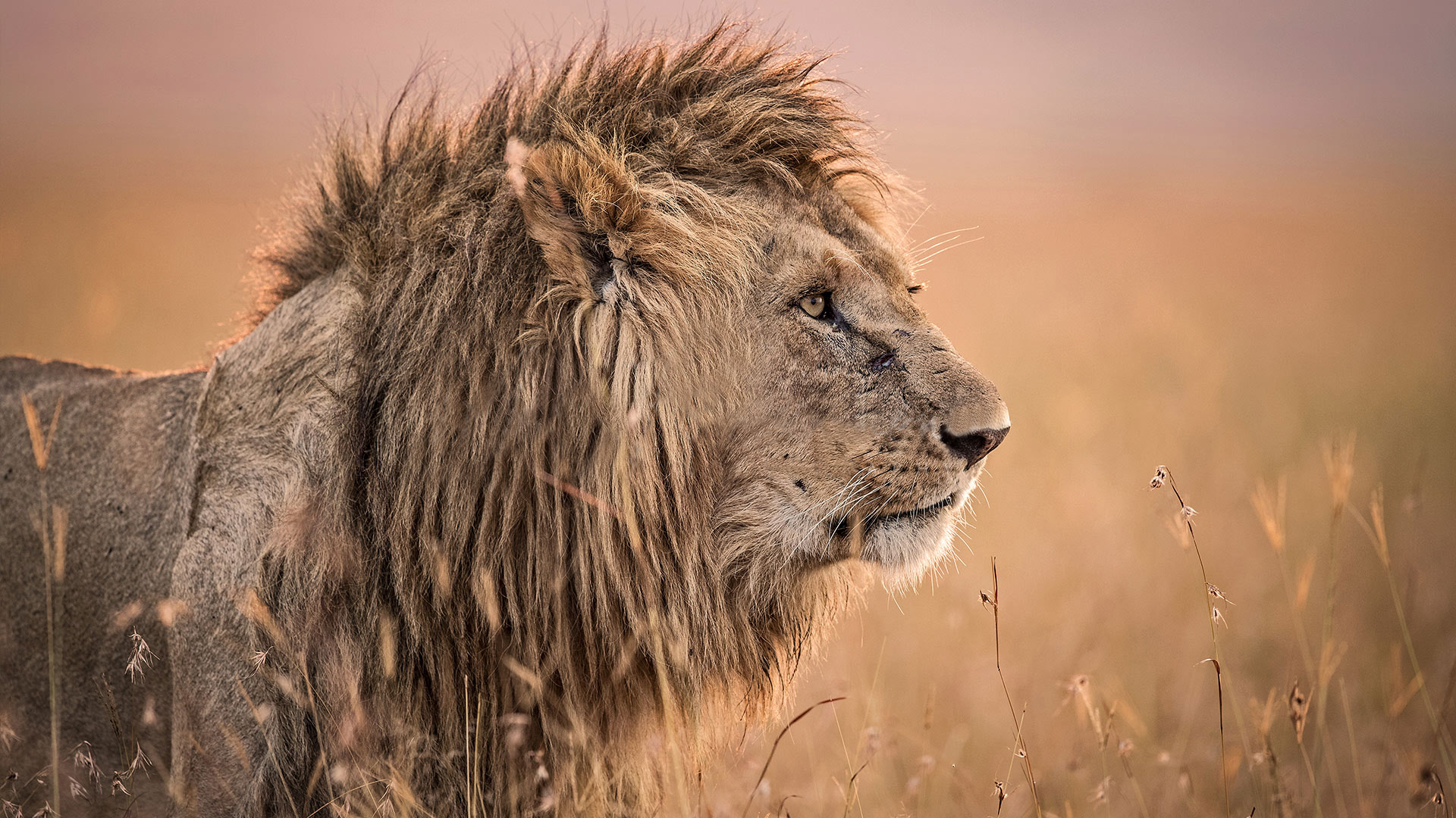 Tanzania wildlife safari
