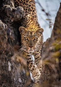 Leopard Tours Materuni
