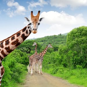Giraffes_in.jpg