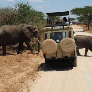 northern-tanzania-safari-from-zanzibar-islands-2.jpg