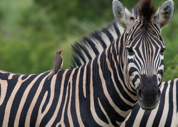 12 days Tanzania wildlife safari