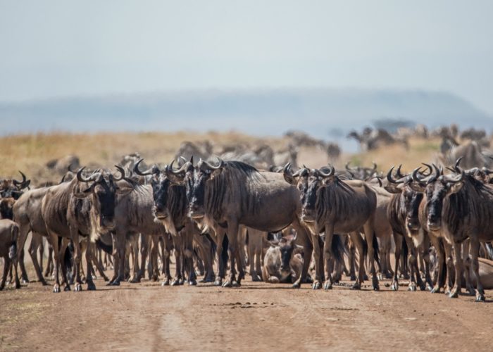 6 days Serengeti safari