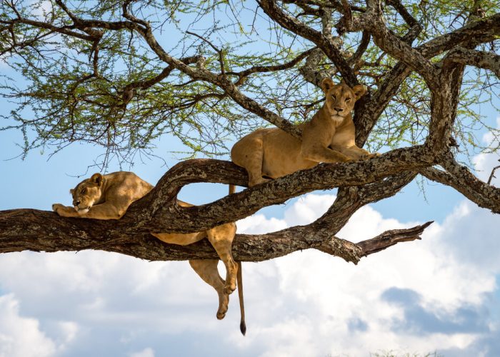 Lake Manyara tree climbing lions