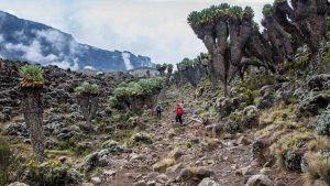 Kilimanjaro health and safety