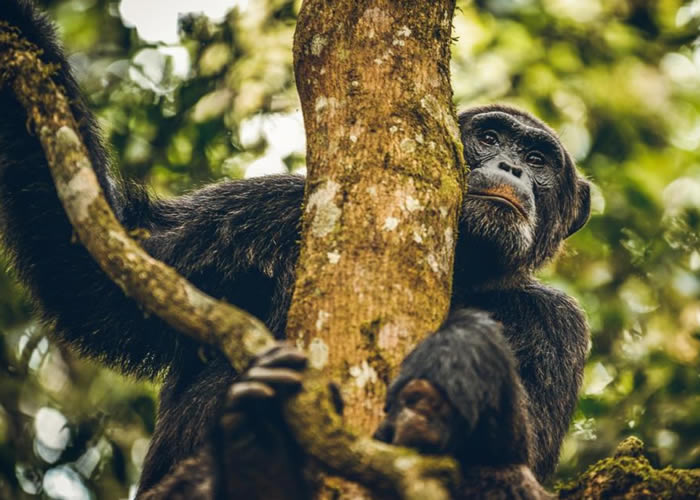Chimpanzee trekking safari