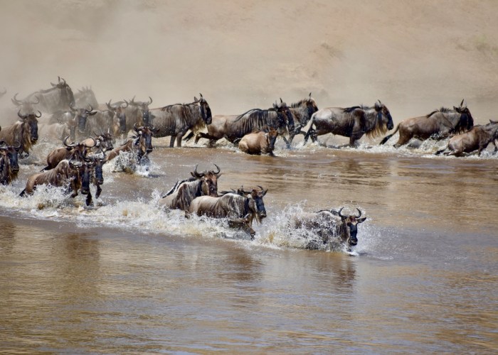 Wildebeest migration crossing