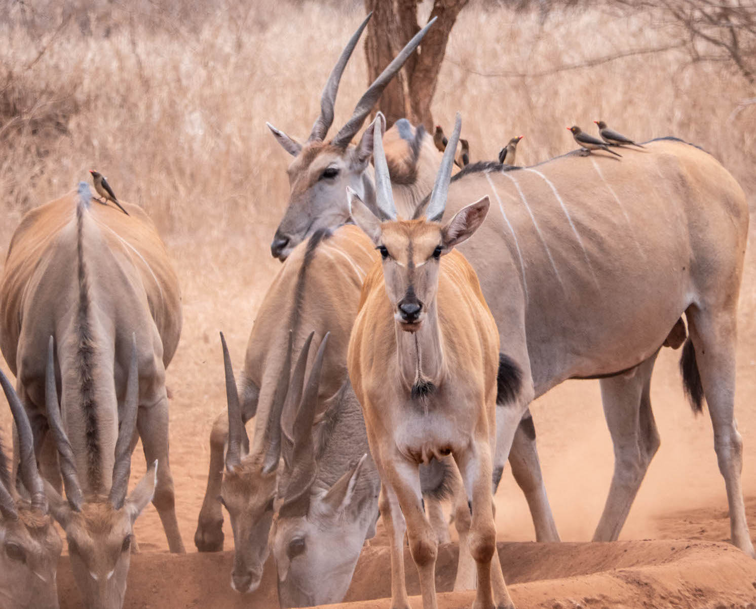 </br>Mkomazi National Park