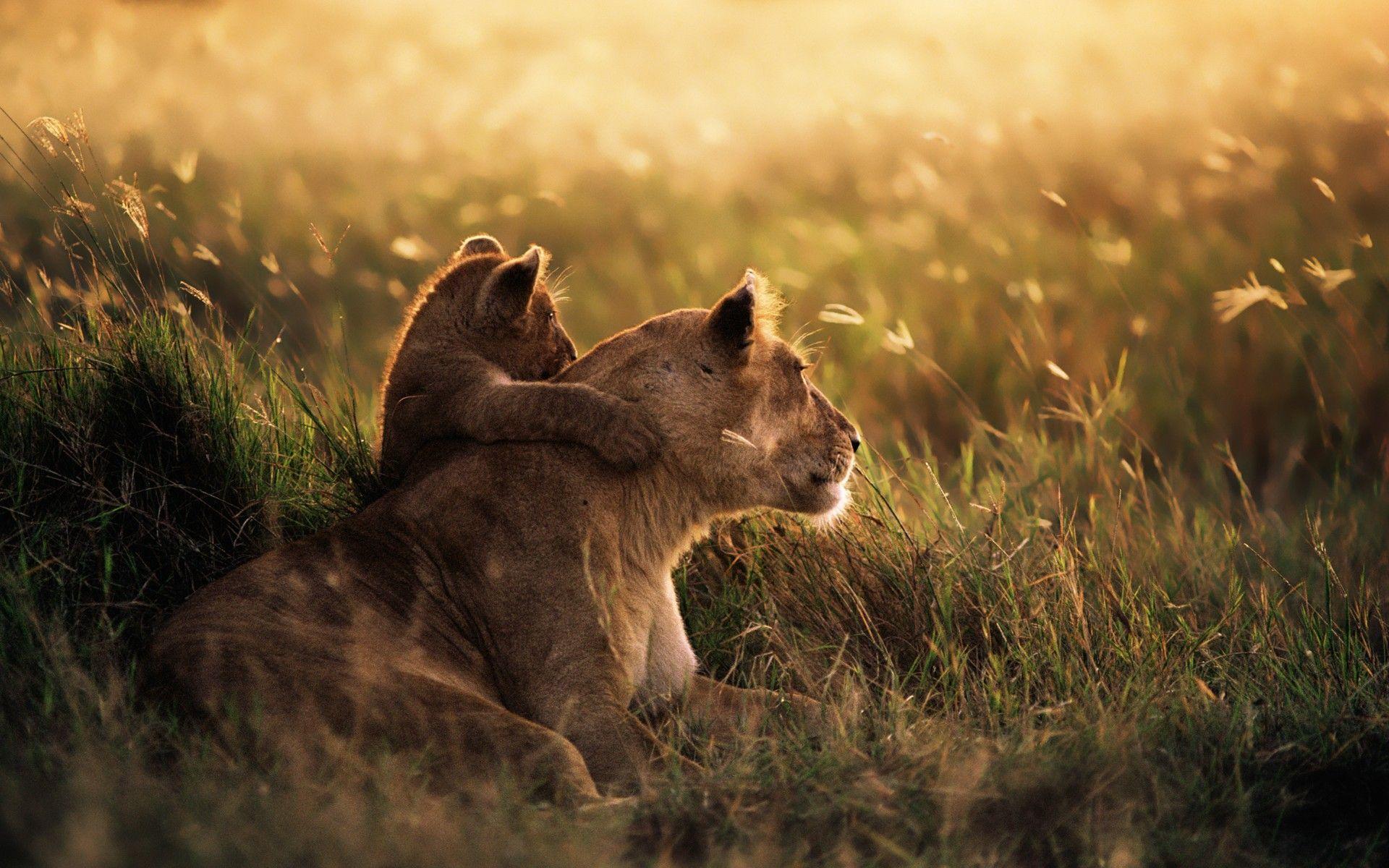 lion2