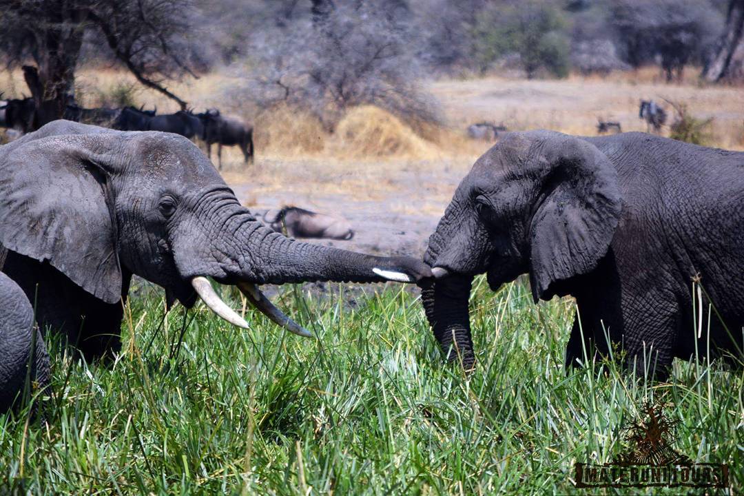 Tarangire National Park