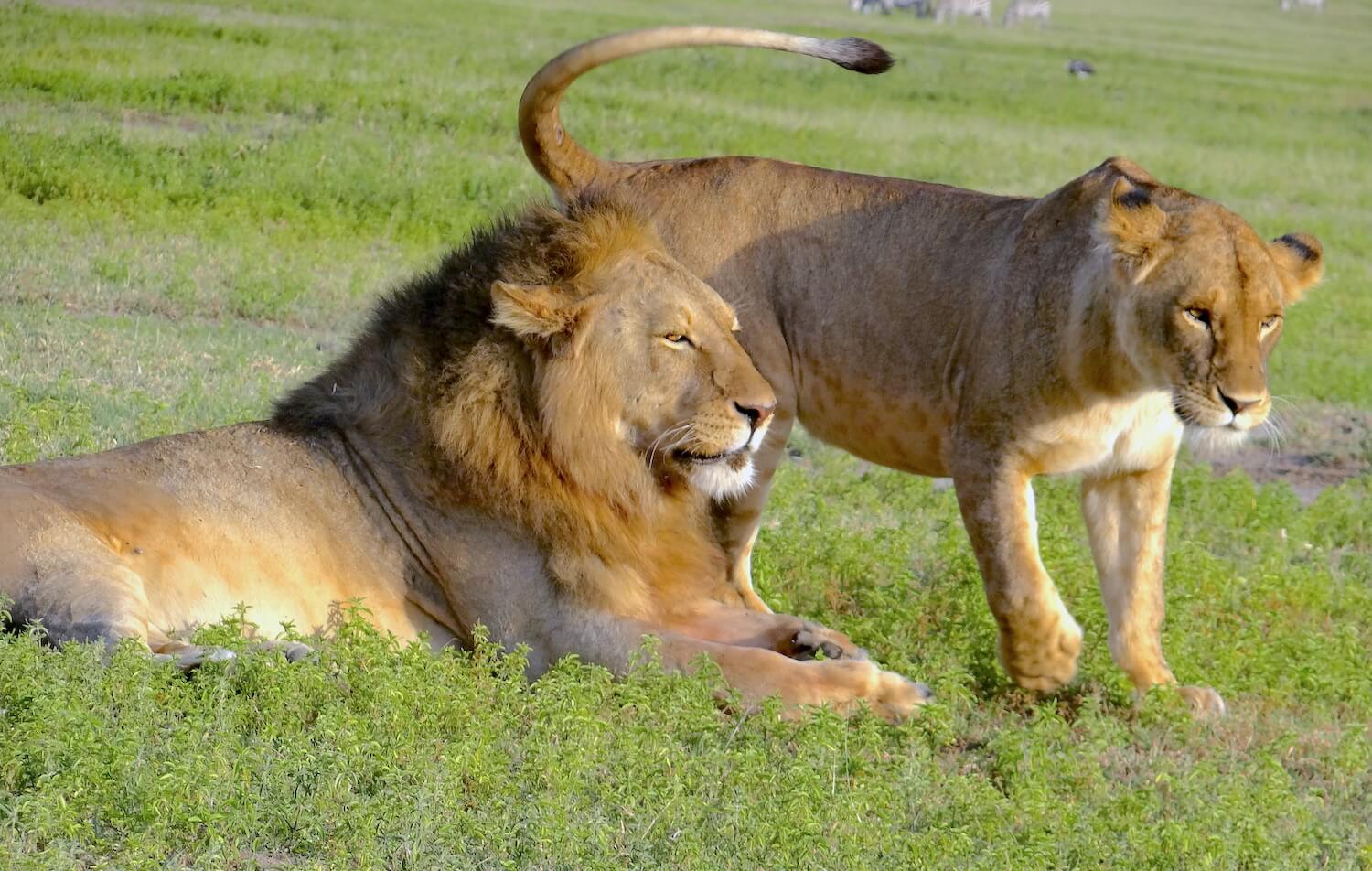 LION FAMILY