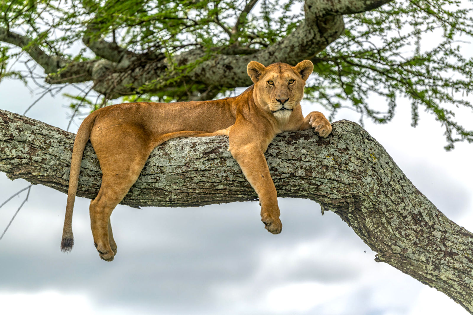 5 Best Things To Know Before You Go On Tanzania Safari Tour