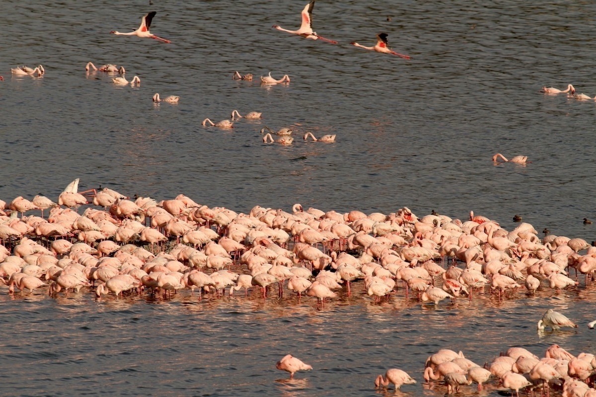 Natron NP