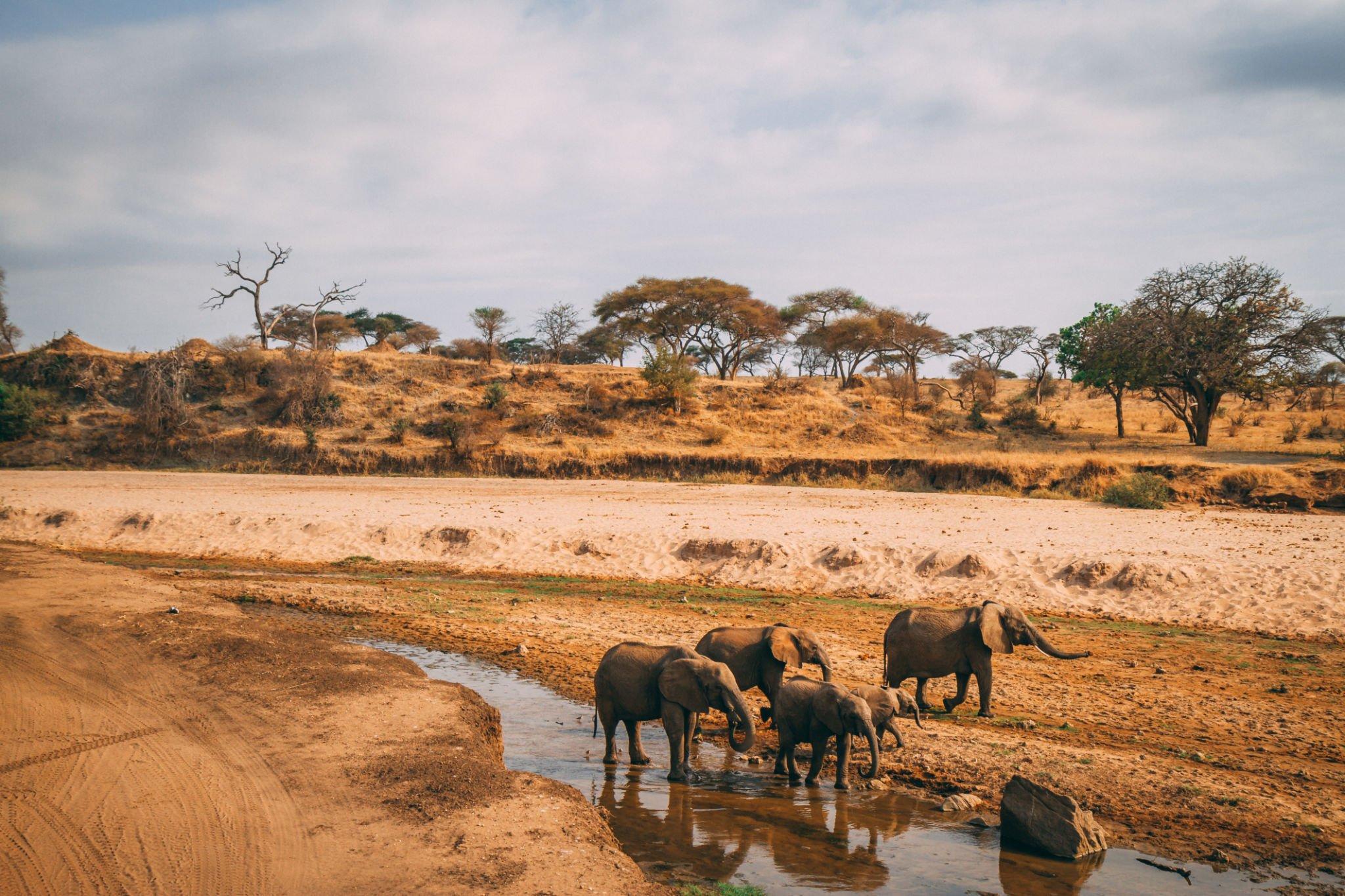 Tarangire river