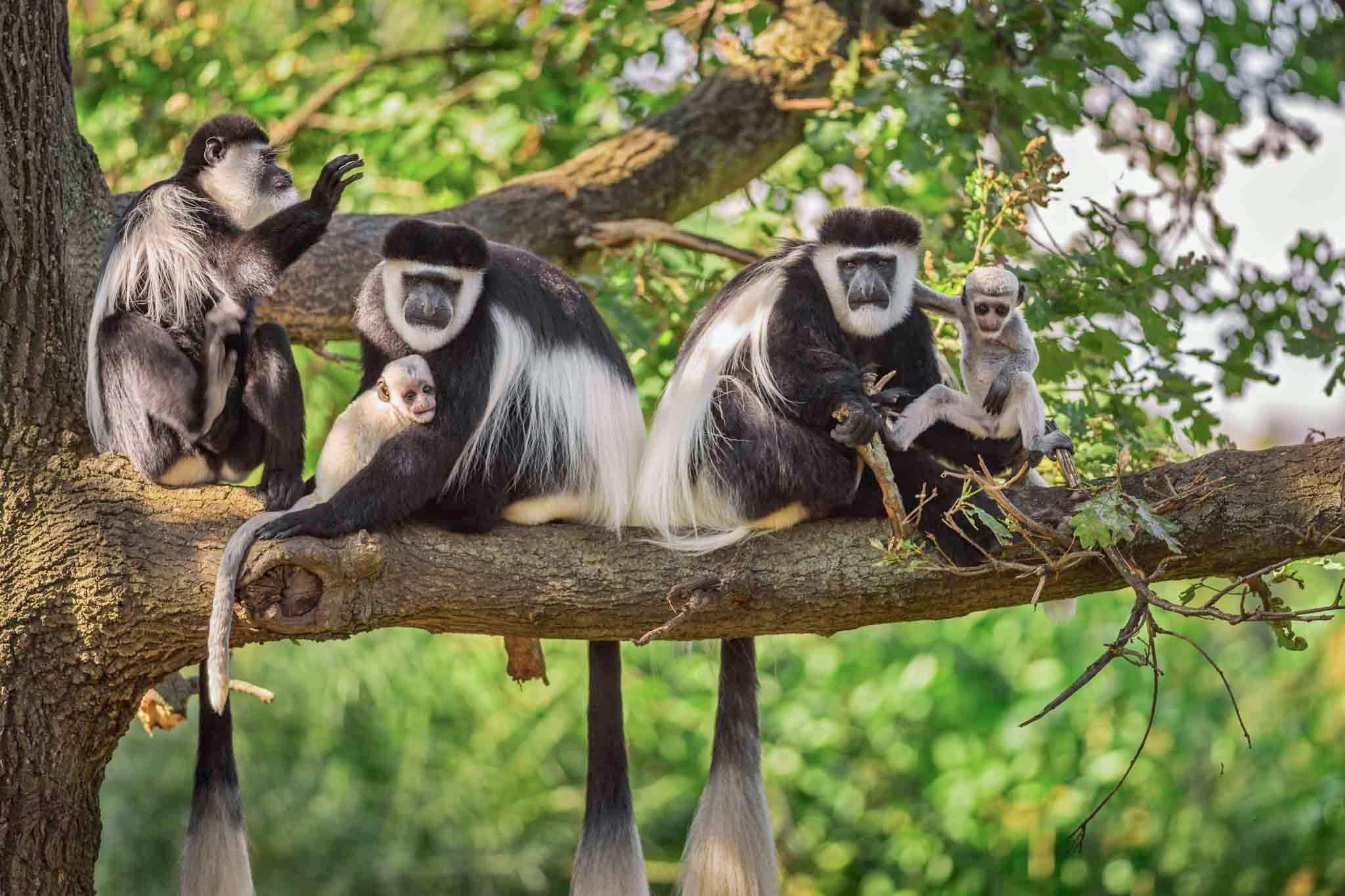 arusha tanzania national park