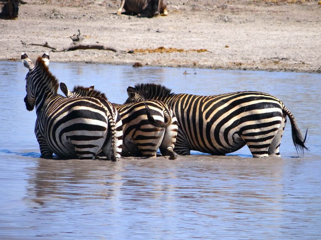 river tarangire