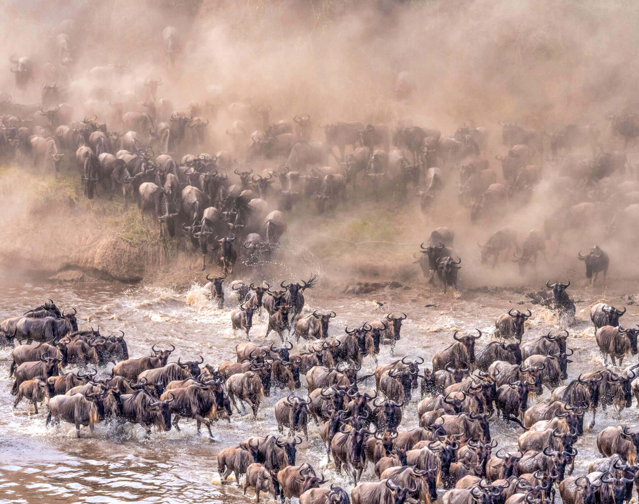 serengeti migration (1)
