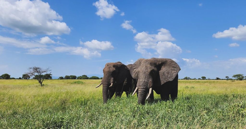 Wildlife Safari in Tanzania