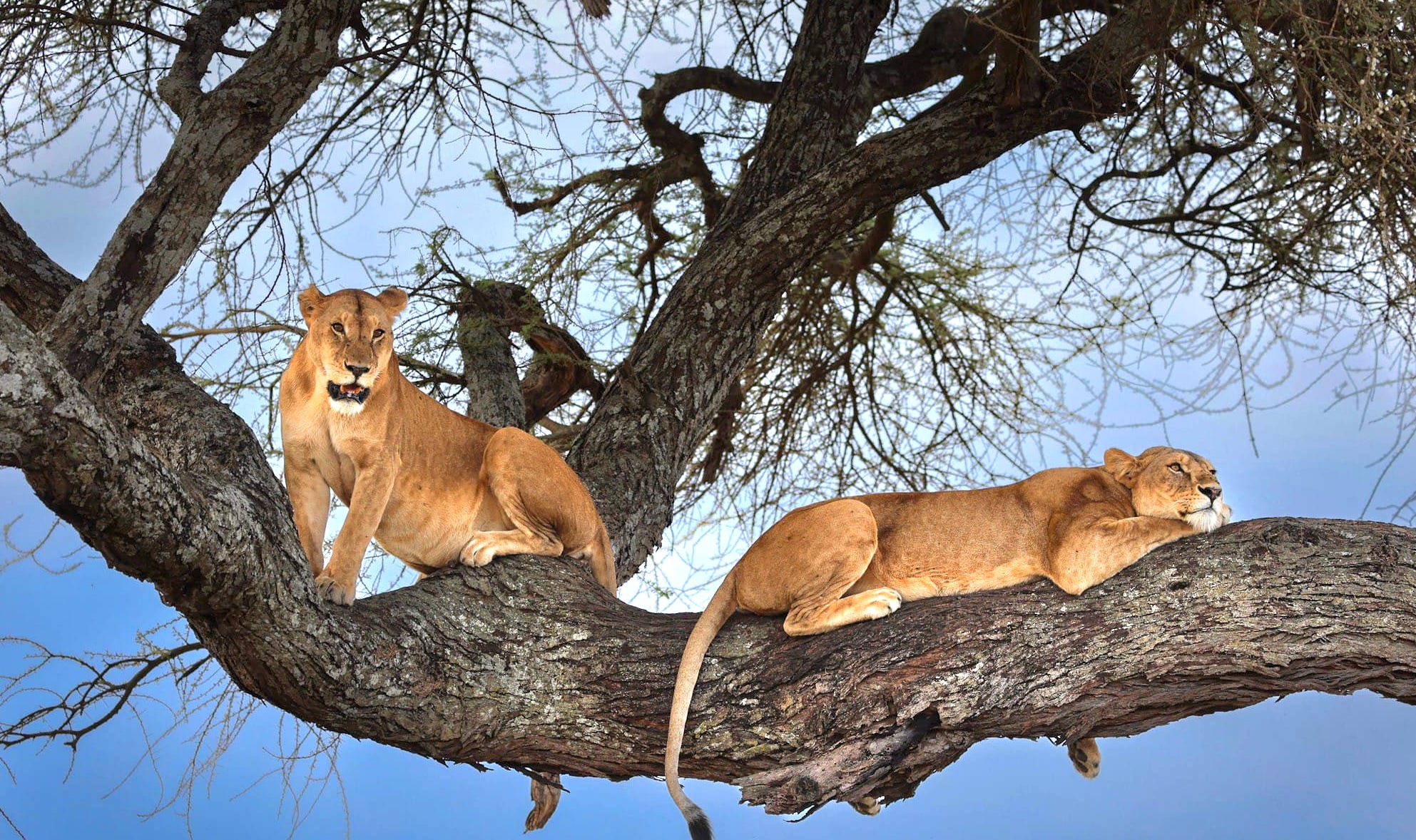 Northern Wildlife Safaris
