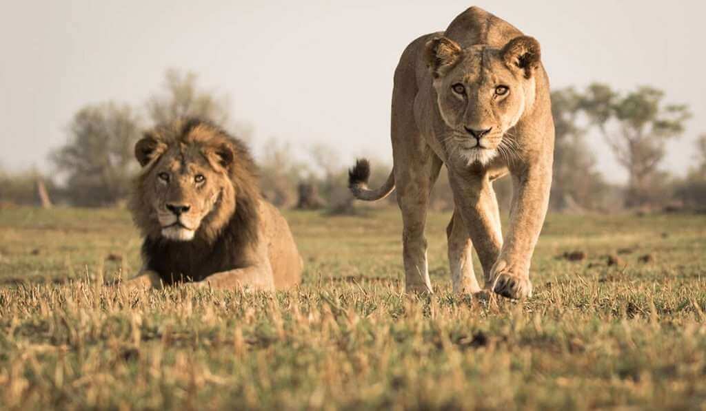 5 Best Things To Know Before You Go On Tanzania Safari Tour lion