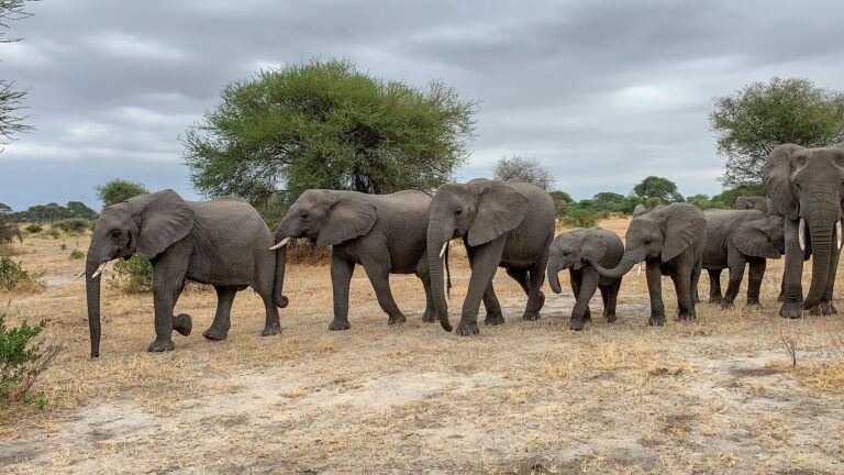 Looking For Something Wild While In Tanzania? Go For Tarangire National Park Day Trip