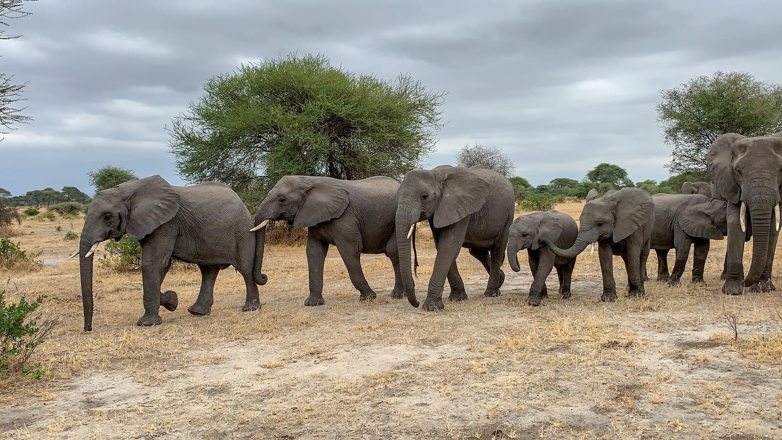 Looking For Something Wild While In Tanzania Go For Tarangire National Park Day Trip 1
