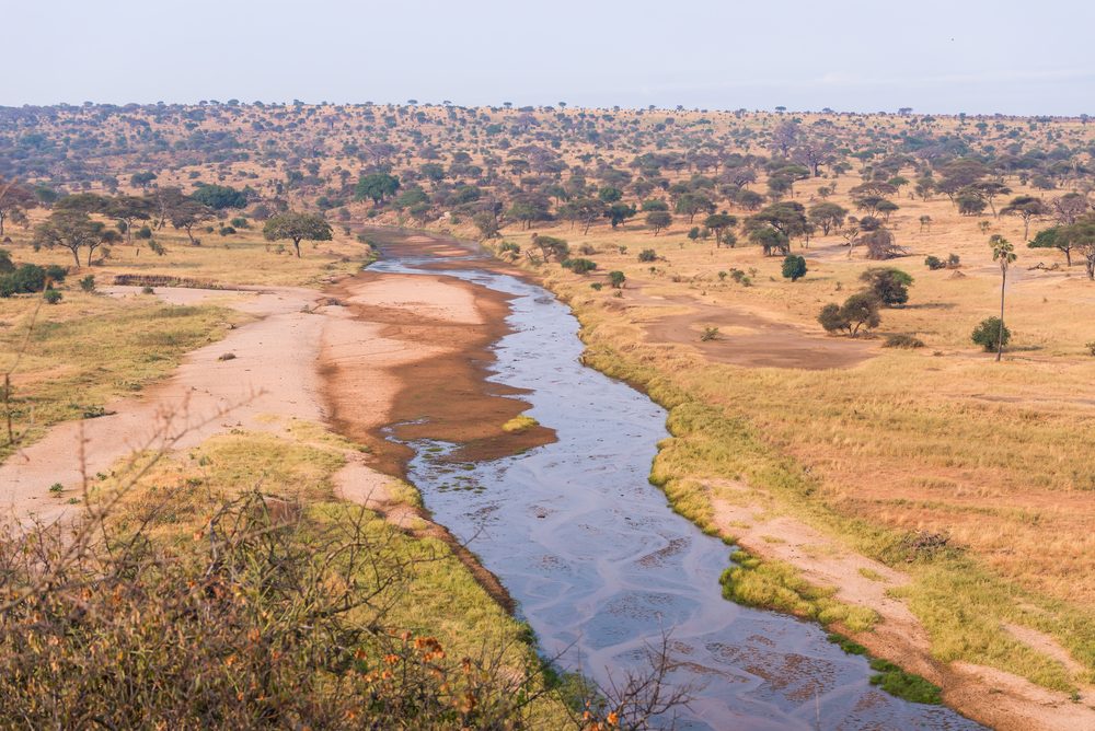 Looking For Something Wild While In Tanzania Go For Tarangire National Park Day Trips