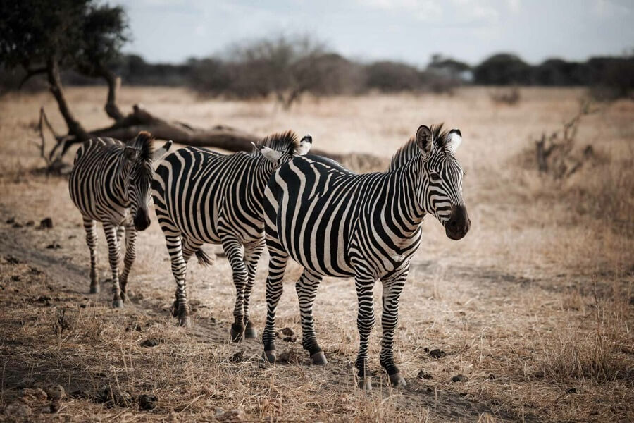 Looking For Somethings Wild While In Tanzania Go For Tarangire National Park Day Trips
