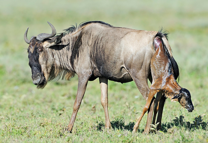 Ndutu Calving