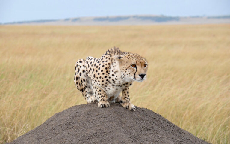 Things To Know Before Doing A Safari In Tanzania