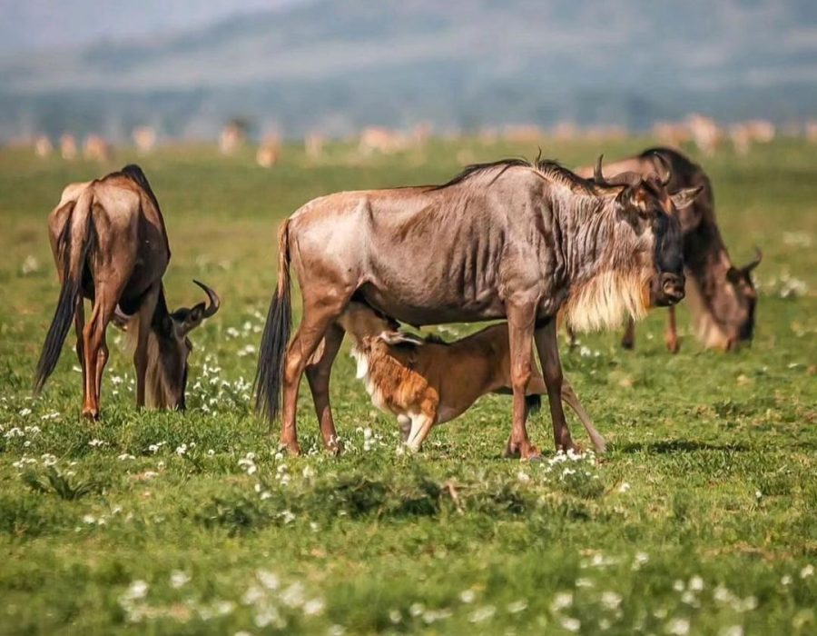 Serengeti Wildebeest Migration Calving Season