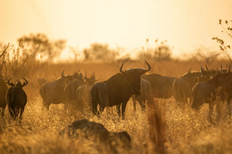 “Tanzania” One Country With Unrivaled Credentials