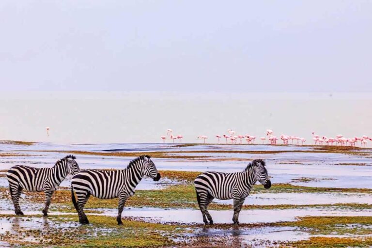Tanzania Safari Tours – Exploring A Wanderlust Destination