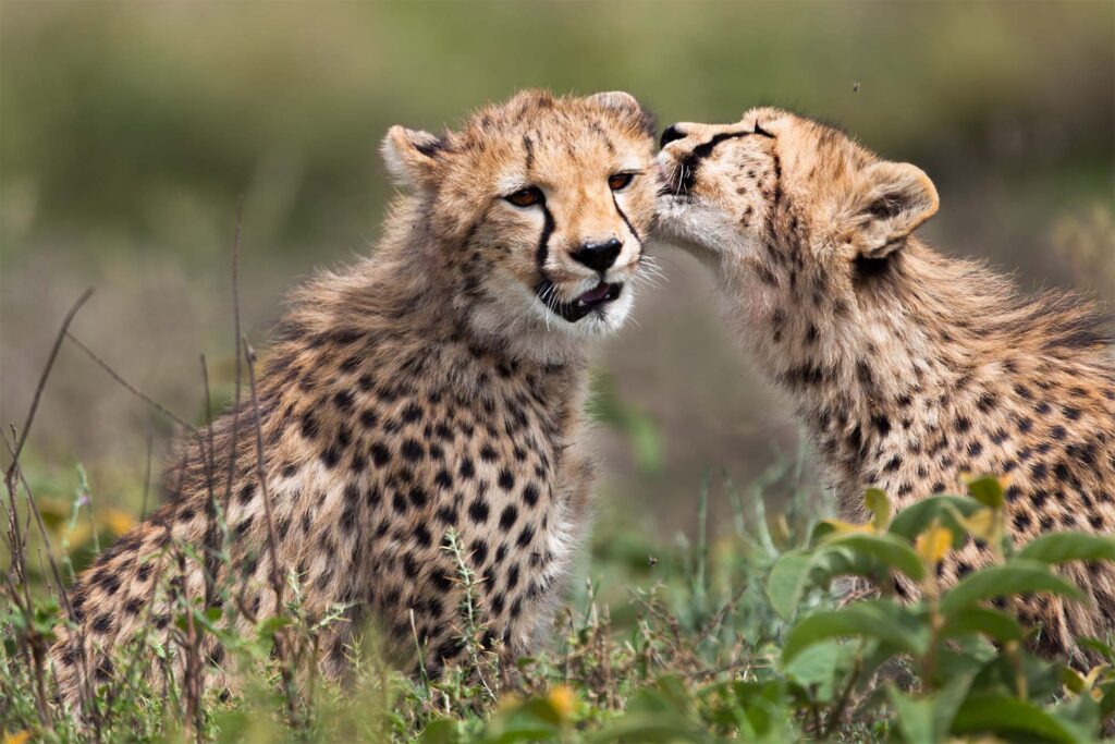 Tanzania Safari Tours In April – Wildlife Adventure And Nature At One Place