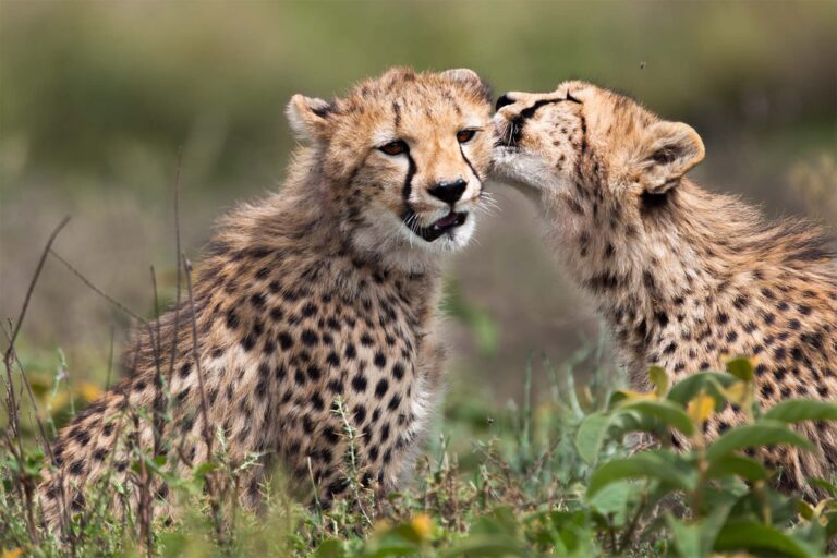Tanzania Safari Tours In April – Wildlife, Adventure And Nature At One Place!
