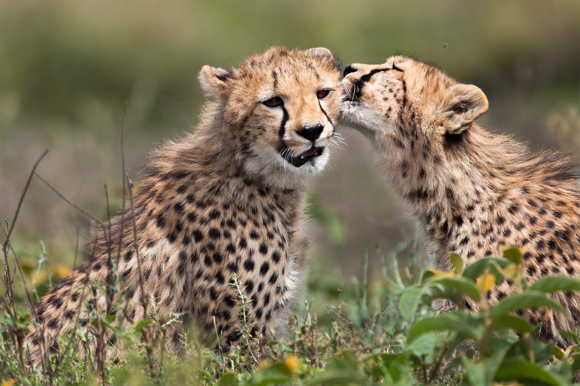 Tanzania Safari Tours In April – Wildlife Adventure And Nature At One Place