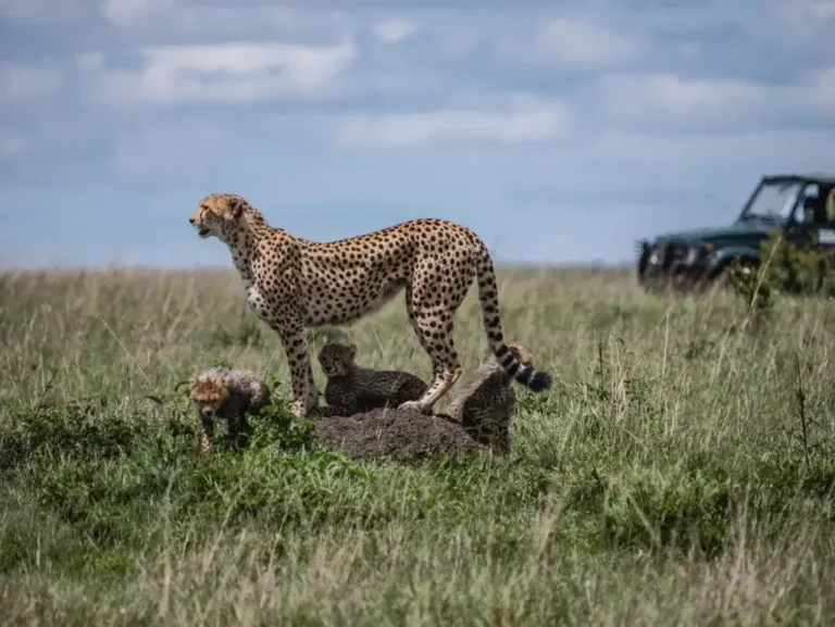 The Best Wildlife Parks To Explore On Tanzania Tours And Safaris For A Wild Vacation