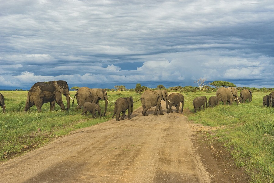 Things To Know Before Doing A Safari In Tanzania