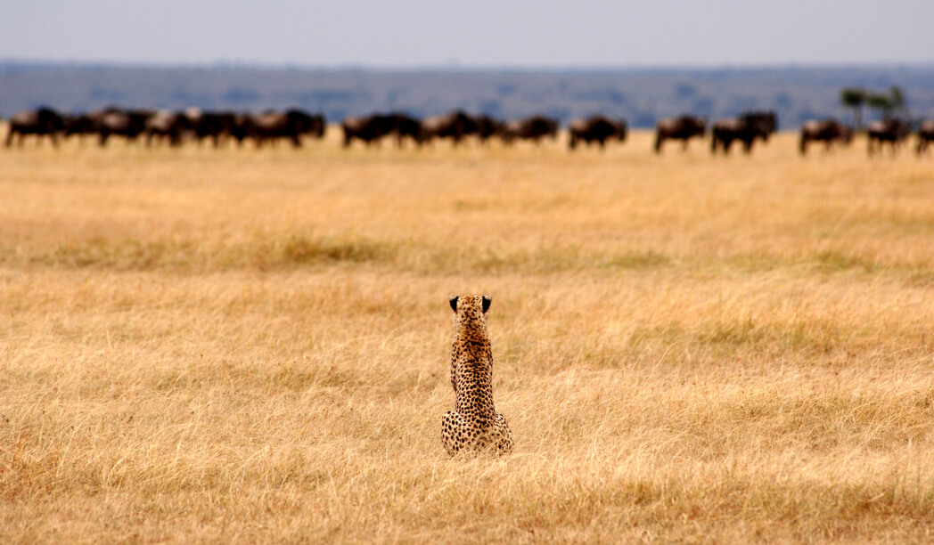 What predators can be seen during this time