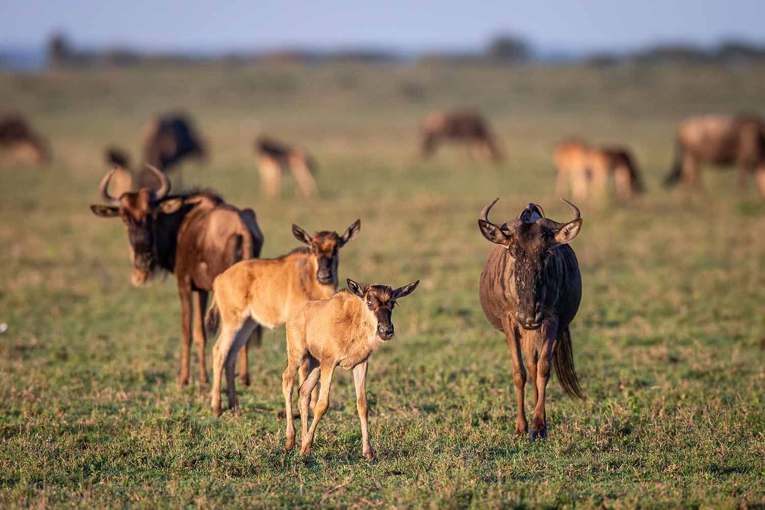 tanzania wildlife sightings 19