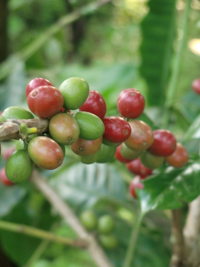 coffee tree at materuni