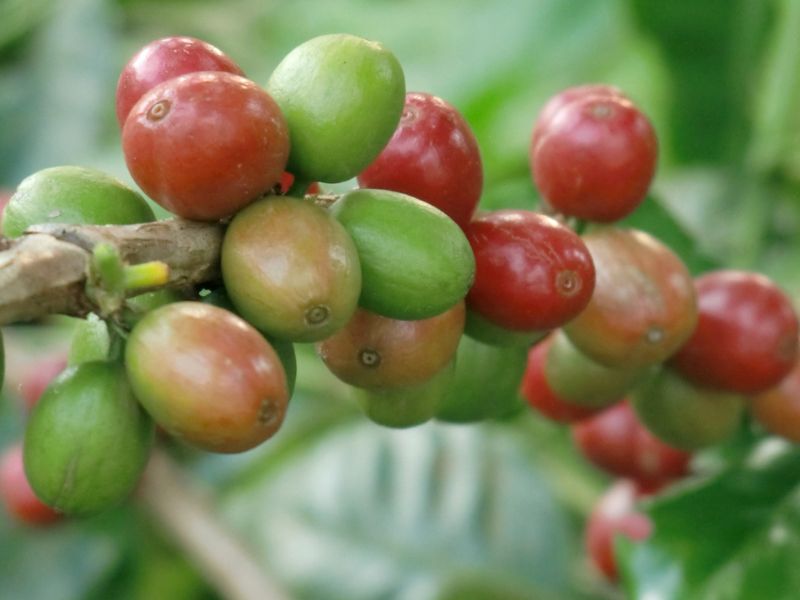 coffee tree