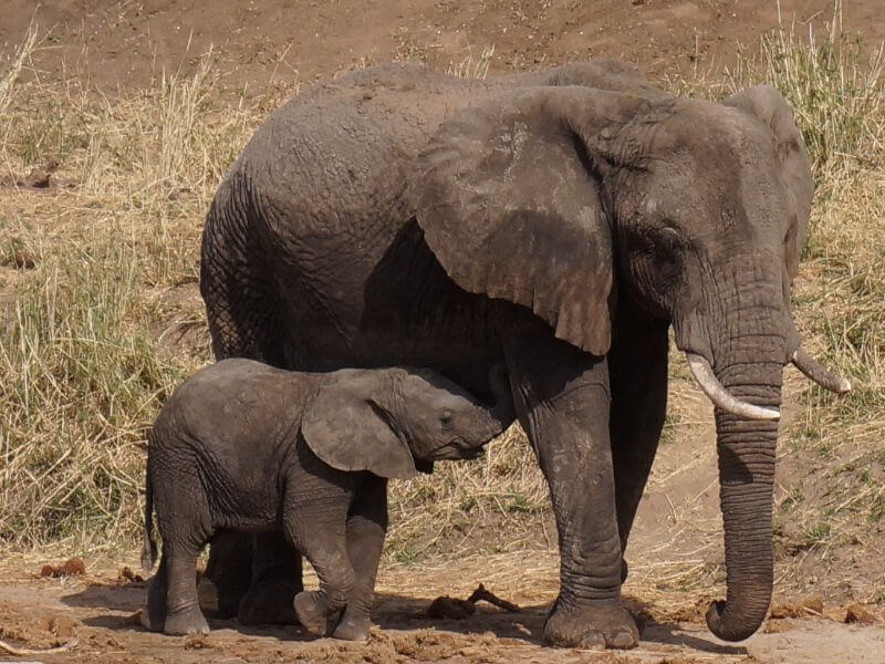Elephant at Tarangire