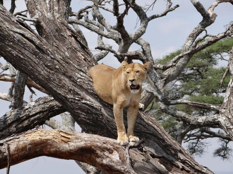 Lion Climbing Tree at Tarangire National park