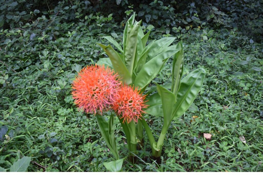 Lily flower at Marangu route