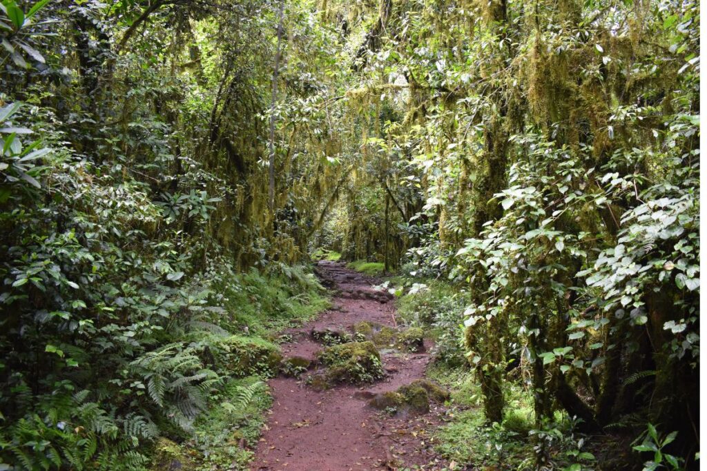 rainforest at Marangu route