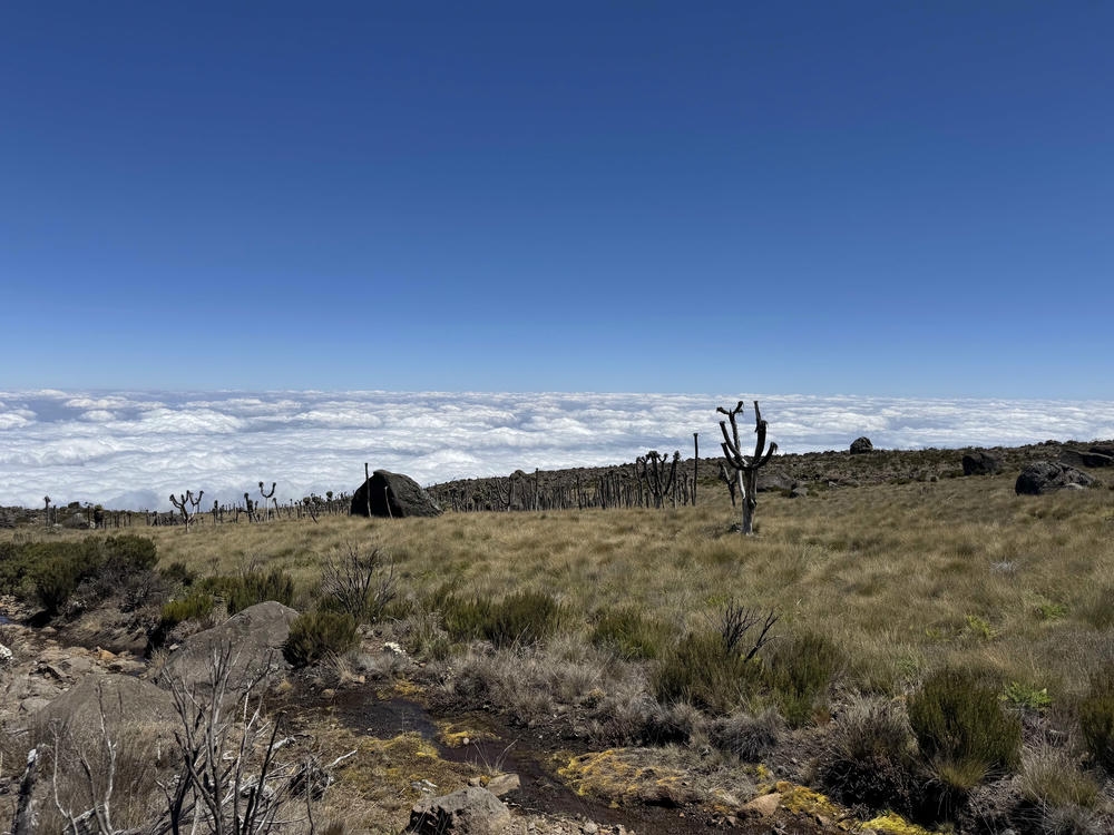 Vegetation on day two via Marangu route