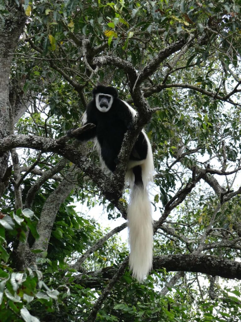 colobus Monkey