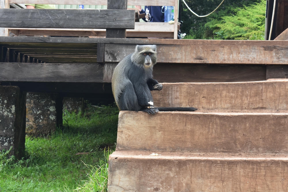 Blue Monkey at Kilimanjaro via Marangu route