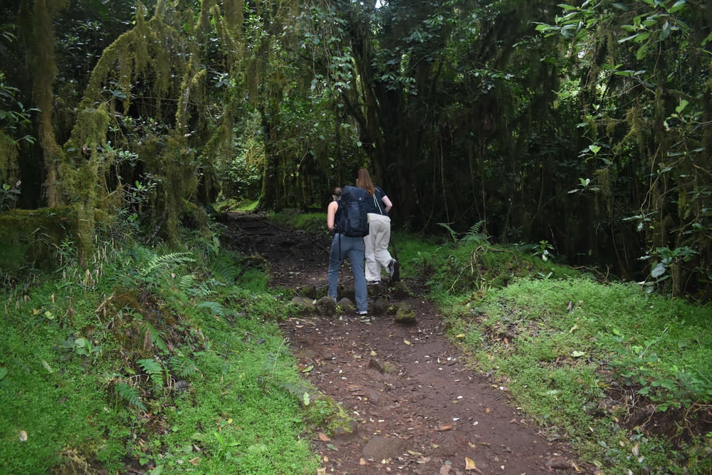 Rain forest via Marangau