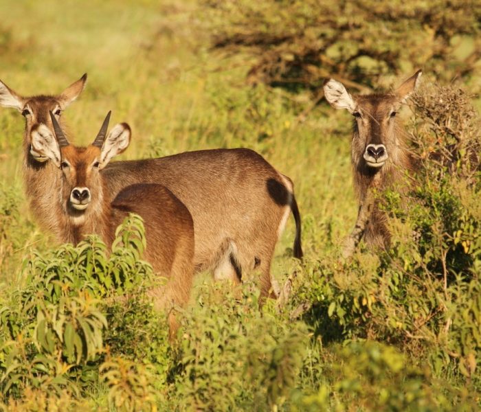 ANTELOPE